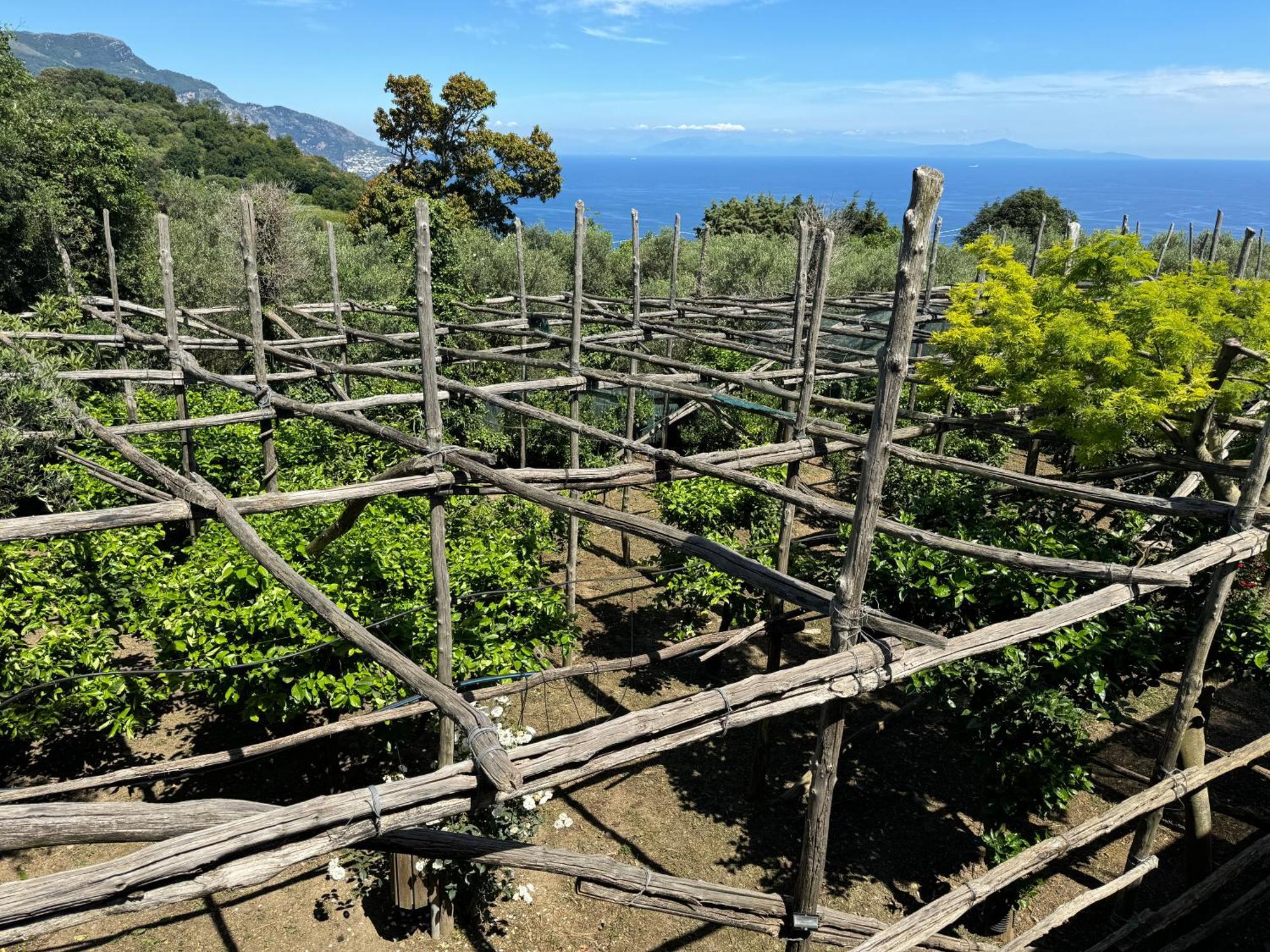 Agriturismo Piccolo Paradiso Piano di Sorrento Exteriör bild