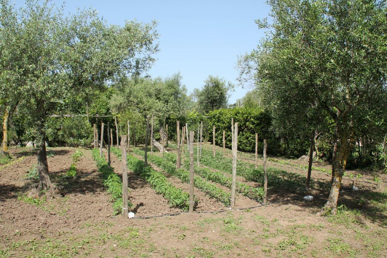 Agriturismo Piccolo Paradiso Piano di Sorrento Exteriör bild